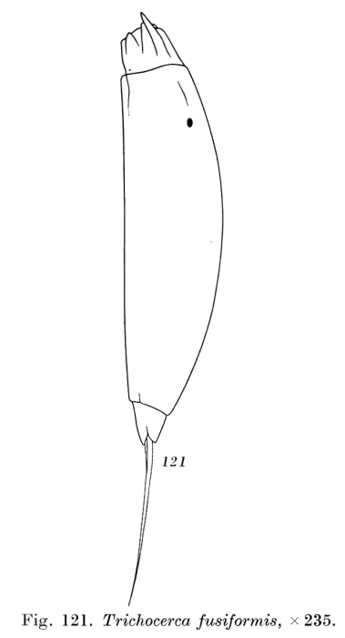 Trichocerca fusiformis Trichocerca fusiformis