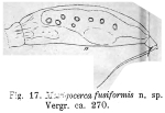 Trichocerca fusiformis - Original description image
