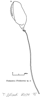 Trichocerca gillardi