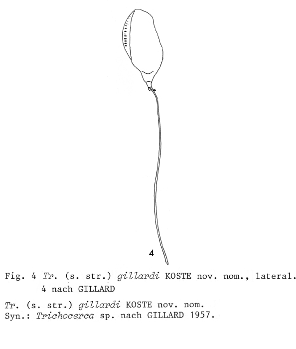 Trichocerca gillardi - Original description image