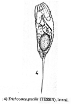 Trichocerca gracilis