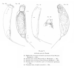 Trichocerca gracilis
