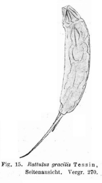 Trichocerca gracilis