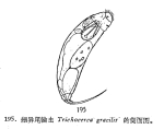 Trichocerca gracilis