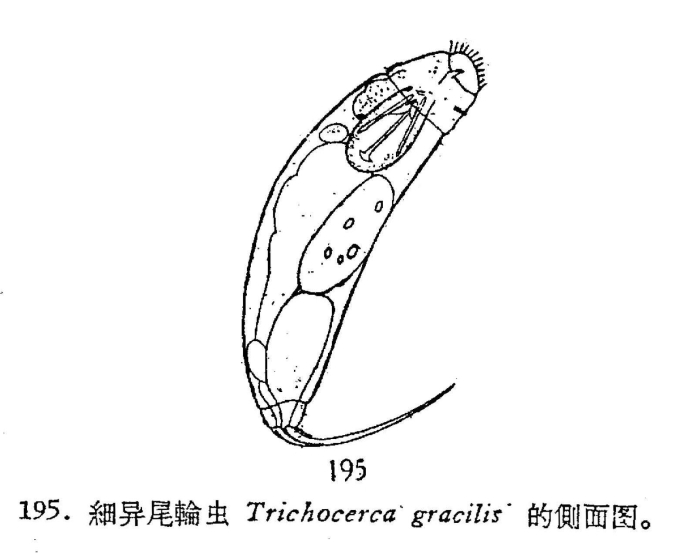 Trichocerca gracilis Trichocerca gracilis
