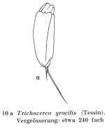 Trichocerca gracilis