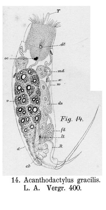 Trichocerca gracilis - Original description image