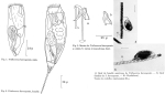 Trichocerca harveyensis