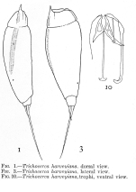 Trichocerca harveyensis - Original description image