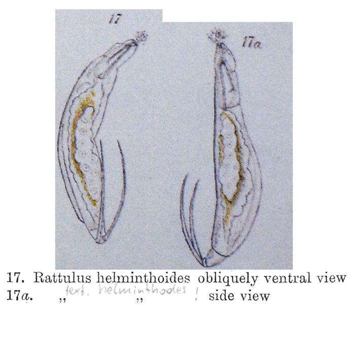 Trichocerca helminthodes - Original description image