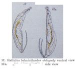 Trichocerca helminthodes