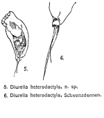 Trichocerca heterodactyla