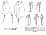 Trichocerca hollaerti