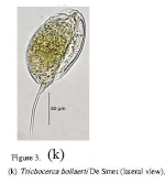 Trichocerca hollaerti