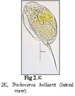 Trichocerca hollaerti
