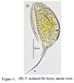 Trichocerca hollaerti