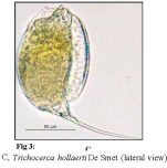 Trichocerca hollaerti