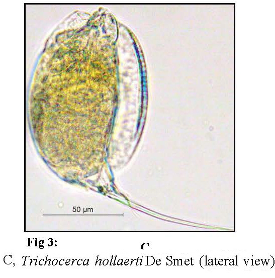 Trichocerca hollaerti Trichocerca hollaerti