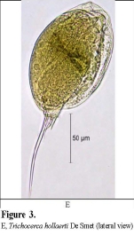 Trichocerca hollaerti