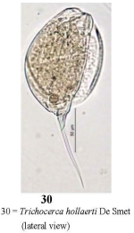 Trichocerca hollaerti