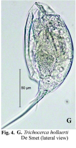 Trichocerca hollaerti