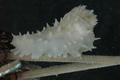 Echinodermata (echinoderms)