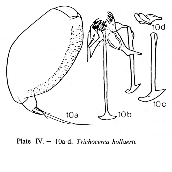Trichocerca hollaerti - Original description image