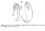 Trichocerca iernis
