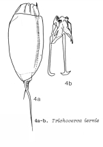 Trichocerca iernis