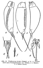Trichocerca iernis