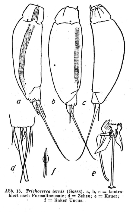 Trichocerca iernis Trichocerca iernis