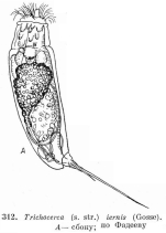 Trichocerca iernis