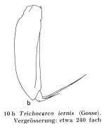 Trichocerca iernis