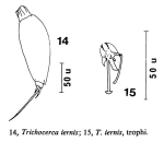 Trichocerca iernis