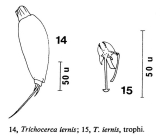 Trichocerca iernis