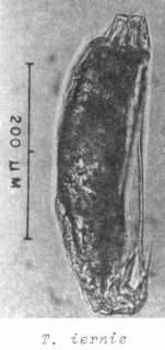 Trichocerca iernis