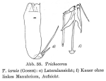 Trichocerca iernis