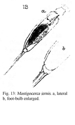 Trichocerca iernis