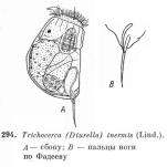 Trichocerca inermis