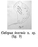 Trichocerca inermis - Original description image