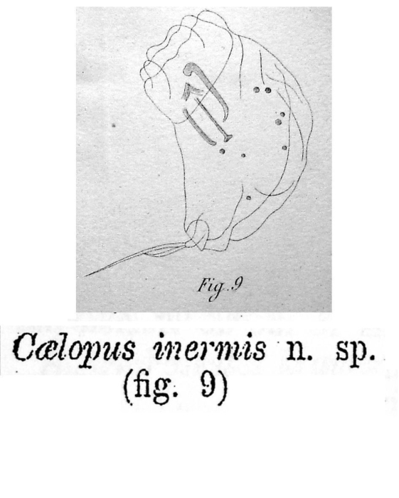 Trichocerca inermis - Original description image