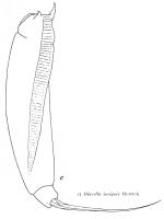 Trichocerca insignis