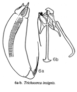 Trichocerca insignis