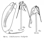 Trichocerca insignis