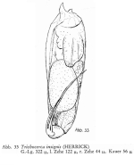 Trichocerca insignis