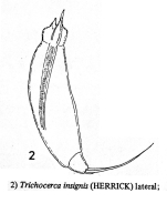 Trichocerca insignis
