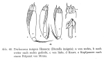 Trichocerca insignis