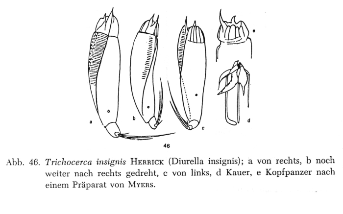 Trichocerca insignis Trichocerca insignis
