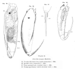 Trichocerca insignis