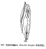 Trichocerca insignis